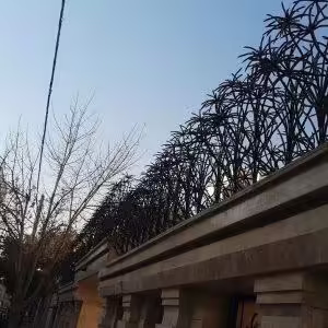 حفاظ نخل مرداب