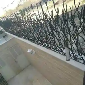 مشاهده عکس مدل های متنوع حفاظ شاخ گوزنی