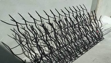 حفاظ شاخ گوزنی در یزد