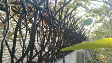 حفاظ شاخ گوزنی در بومهن