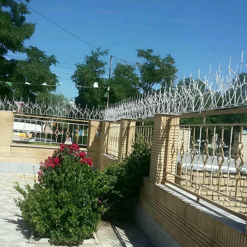 حفاظ شاخ گوزنی در کرمان