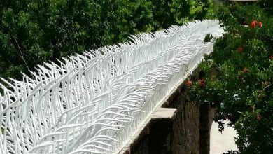 حفاظ شاخ گوزنی در اردبیل