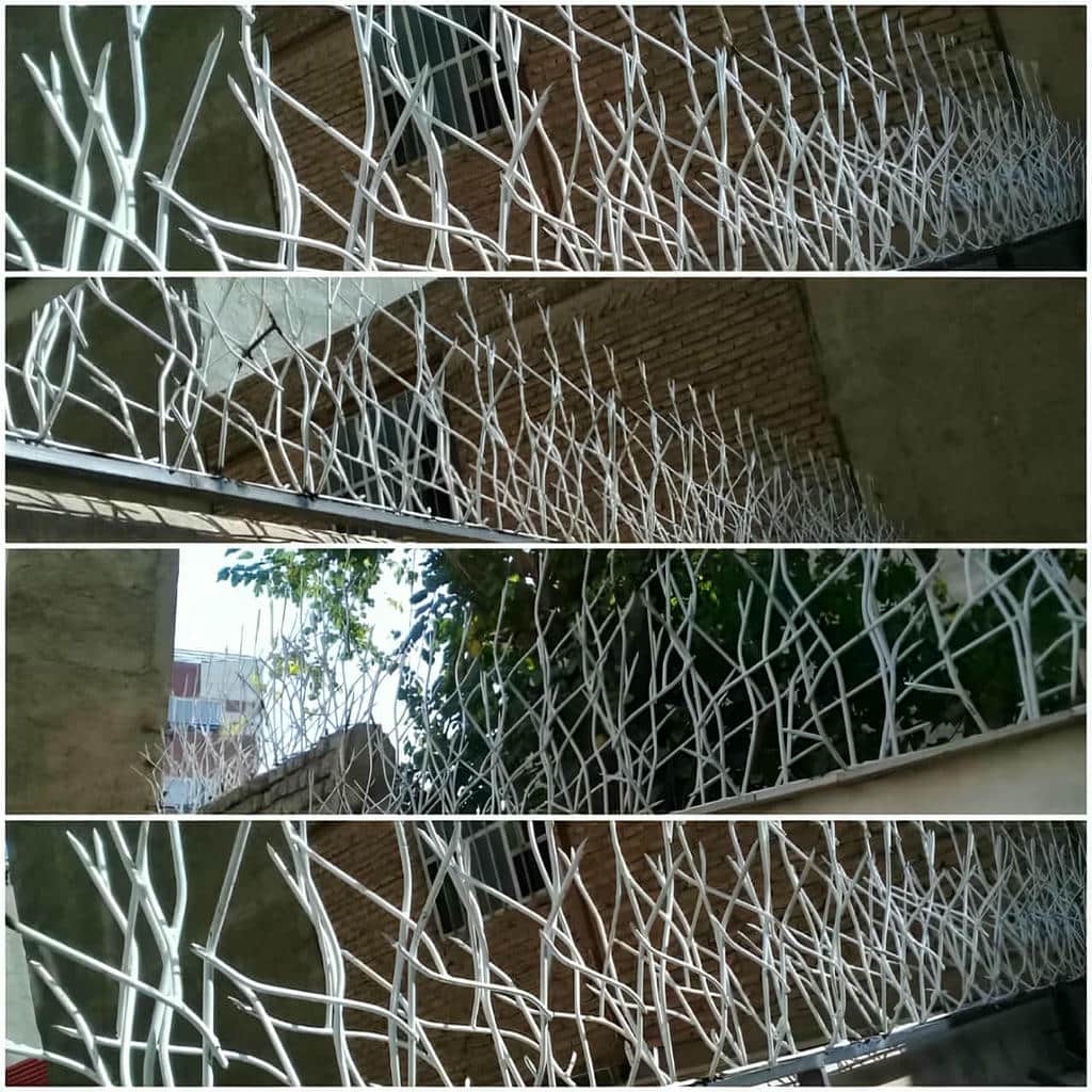 حفاظ شاخ گوزنی در یاسوج