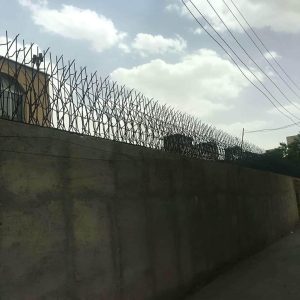 حفاظ شاخ گوزنی در استان گلستان