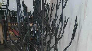 حفاظ شاخ گوزنی در محمودآباد