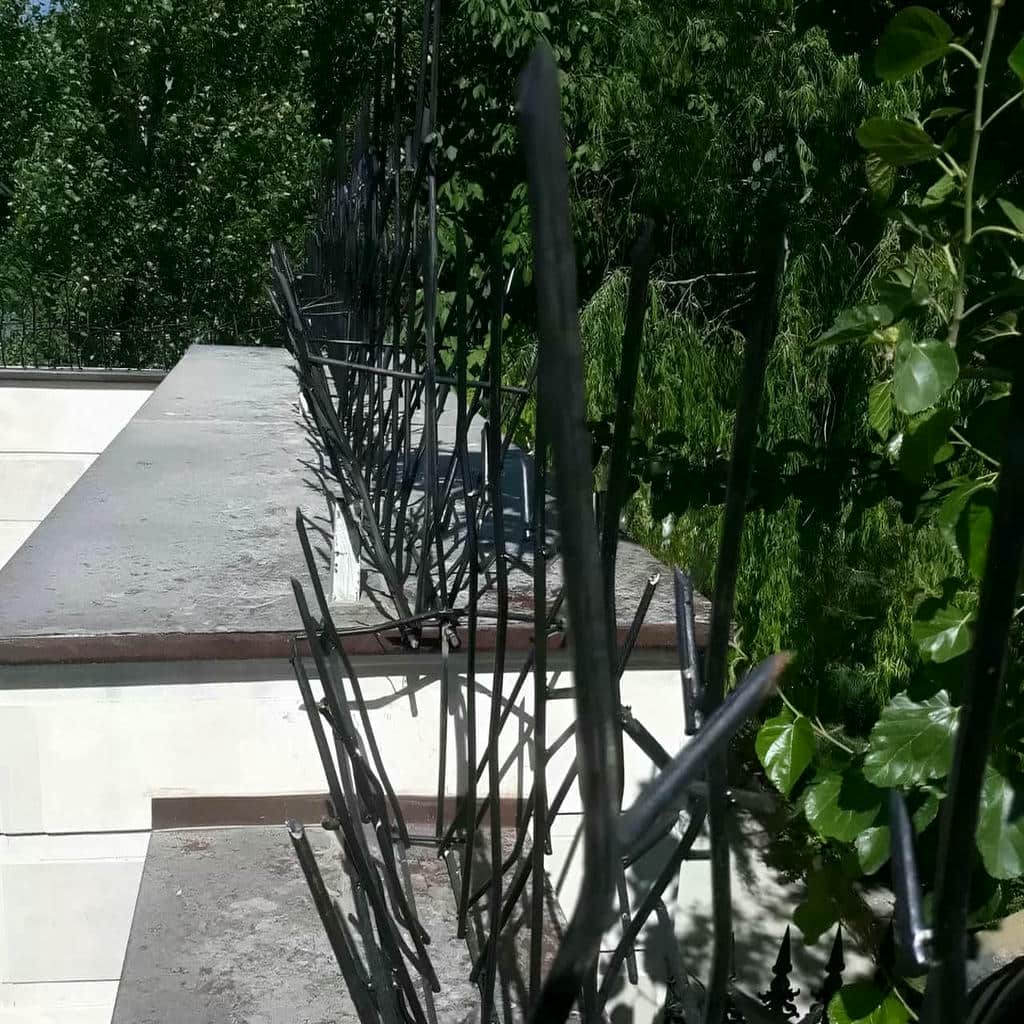 کارخانه حفاظ شاخ گوزنی تاج دیوار در استان گلستان