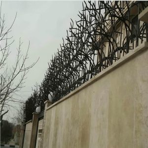 حفاظ شاخ گوزنی در شیراز