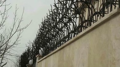 حفاظ شاخ گوزنی در شیراز