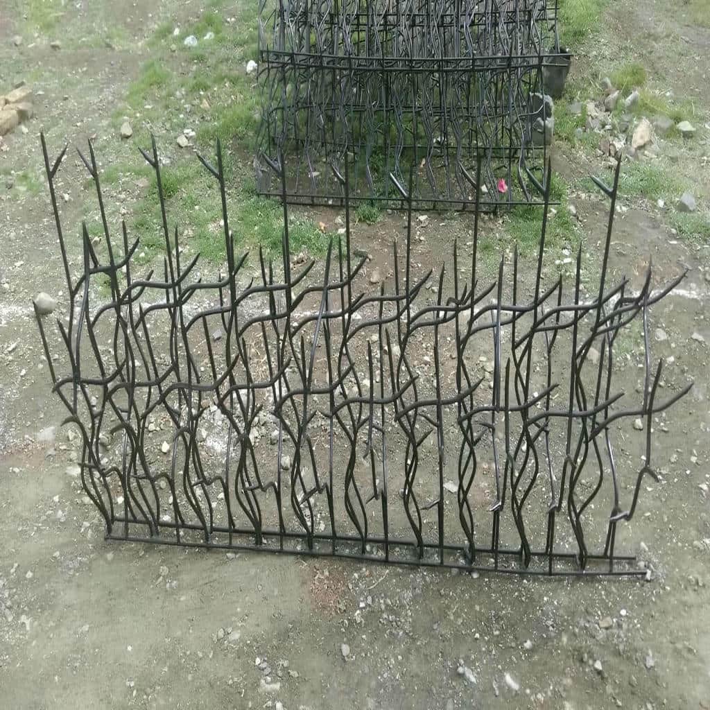 حفاظ شاخ گوزنی در چابهار