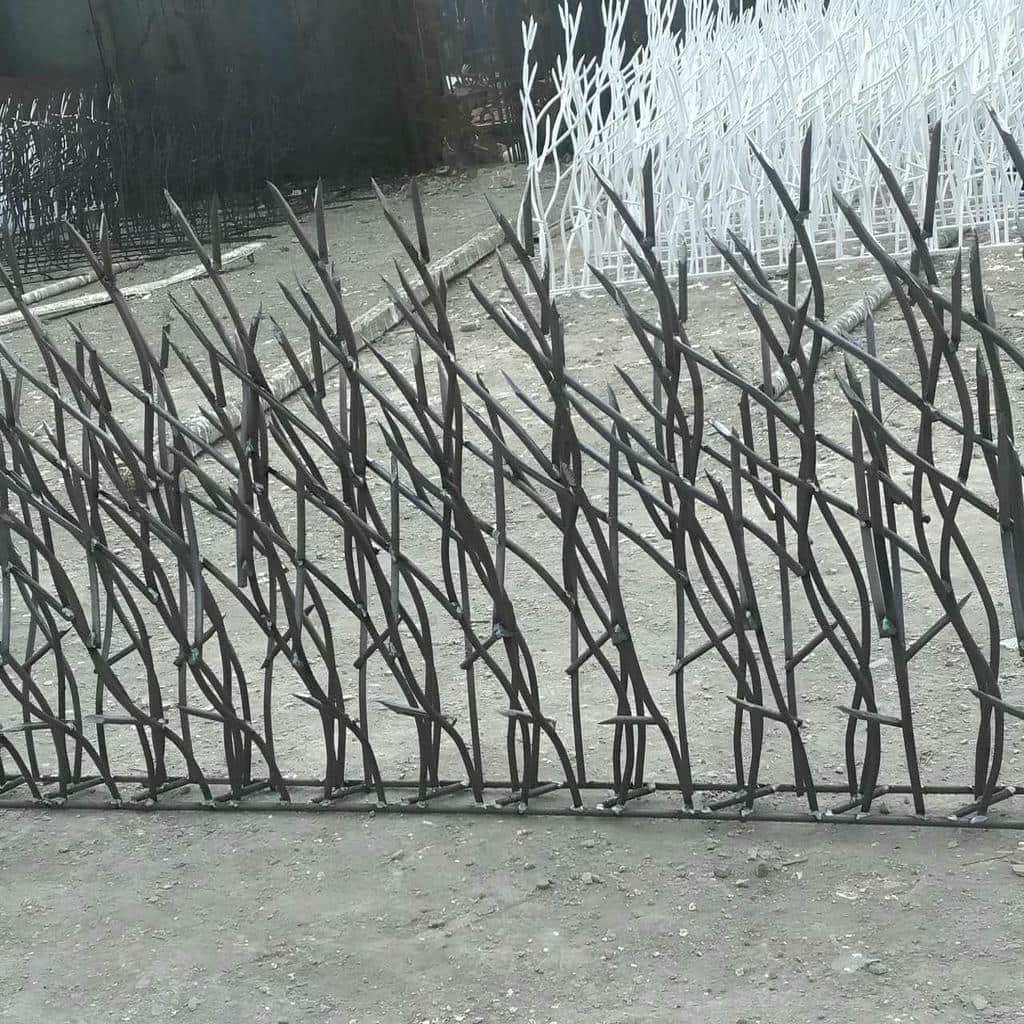 حفاظ شاخ گوزنی در قائمشهر