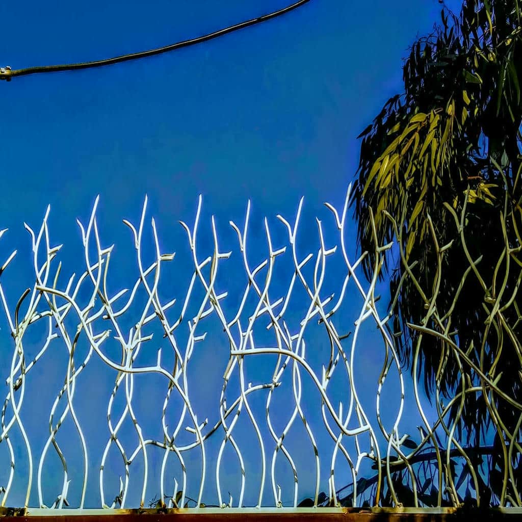 حفاظ شاخ گوزنی در سیرجان