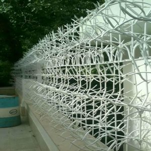 حفاظ شاخ گوزنی در رشت