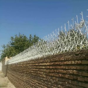 حفاظ شاخ گوزنی در بندر ماهشهر