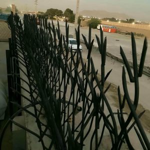 حفاظ شاخ گوزنی در گرگان