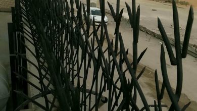 حفاظ شاخ گوزنی در گرگان