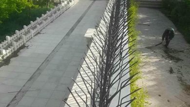 حفاظ شاخ گوزنی در بندر لنگه