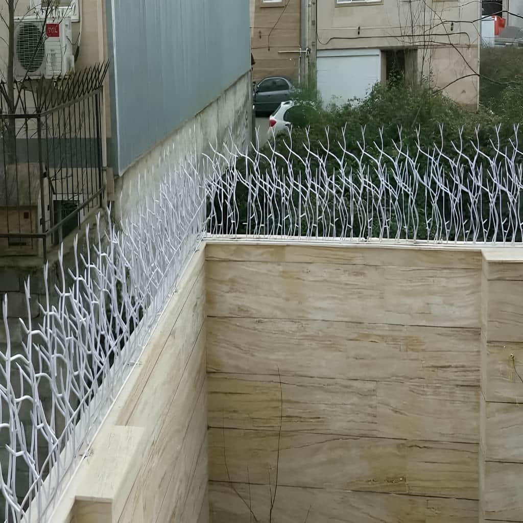 حفاظ شاخ گوزنی با ارتفاع مناسب برای دیوار