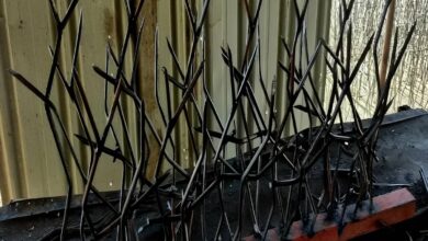 8 طرح حفاظ شاخ گوزنی دیوار باغ ویلا