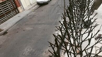 حفاظ بوته ای فلزی با شاخه های متراکم